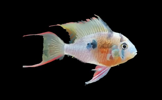 Bolivianischer Schmetterlingsbuntbarsch (Mikrogeophagus altispinosus)