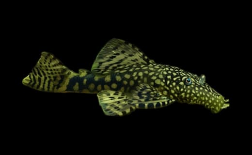 Brauner Antennenwels (Ancistrus cf. cirrhosus)