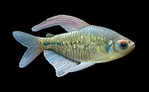 Brillantsalmler (Moenkhausia pittieri)