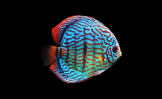 Diskus (Symphysodon aequifasciatus)
