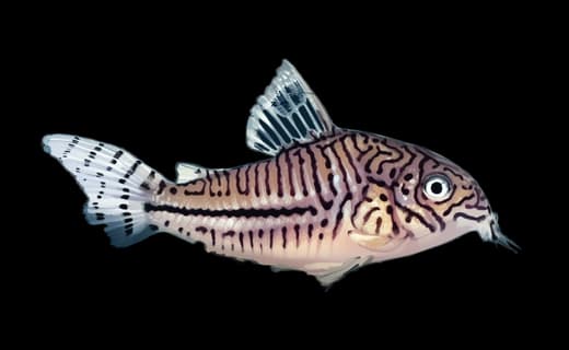 Dreilinien-Panzerwels (Corydoras trilineatus)