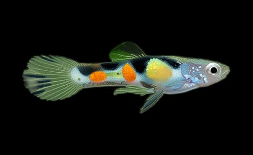 Endler-Guppy (Poecilia wingei)