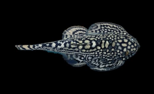 Flossensauger (Sewellia lineolata)