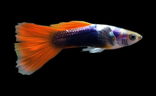 Guppy (Poecilia reticulata)