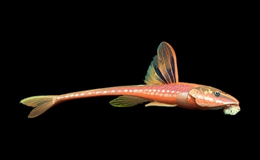 Hexenwels (Rineloricaria lanceolata)