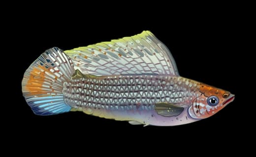 Hochflossen-Molly (Poecilia latipinna)