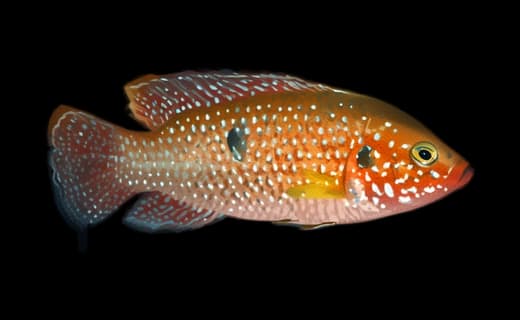 Juwelenbuntbarsch (Hemichromis lifalili)