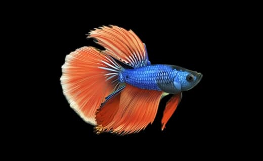 Kampffisch (Betta splendens)