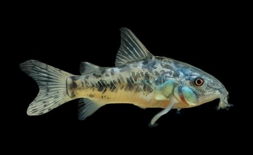 Marmorierter Panzerwels (Corydoras paleatus)