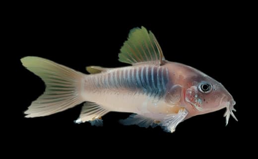 Metallpanzerwels (Corydoras aeneus)