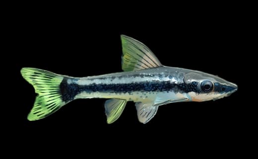 Ohrgitter-Harnischwels (Macrotocinclus affinis)