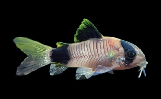 Panda-Panzerwels (Corydoras panda)