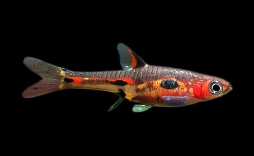 Phoenixbärbling (Boraras merah)