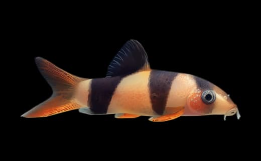 Prachtschmerle (Chromobotia macracanthus)