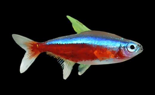 Roter Neon (Paracheirodon axelrodi)