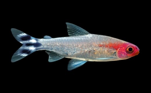 Rotkopfsalmler (Hemigrammus bleheri)