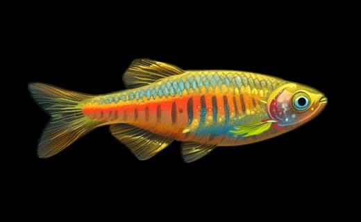 Rubinbärbling (Danio choprae)