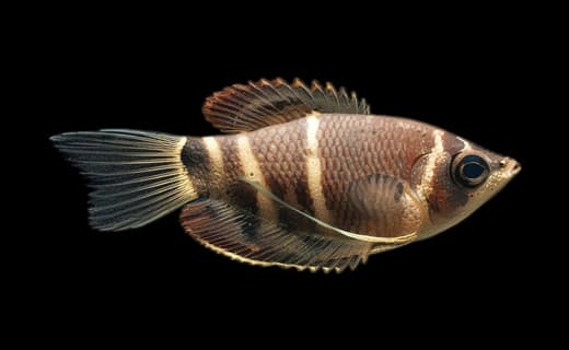 Schokoladengurami (Sphaerichthys osphromenoides)