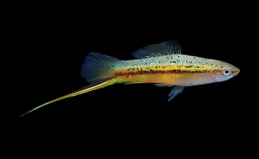 Schwertträger (Xiphophorus hellerii)