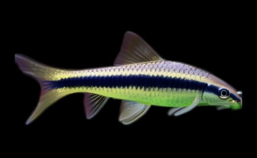 Siamesische Rüsselbarbe (Crossocheilus oblongus)