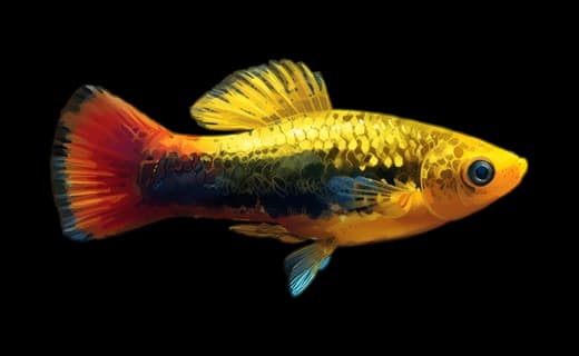 Variatus-Platy (Xiphophorus variatus)