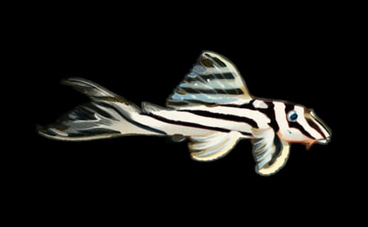 Zebra-Harnischwels (Hypancistrus zebra)