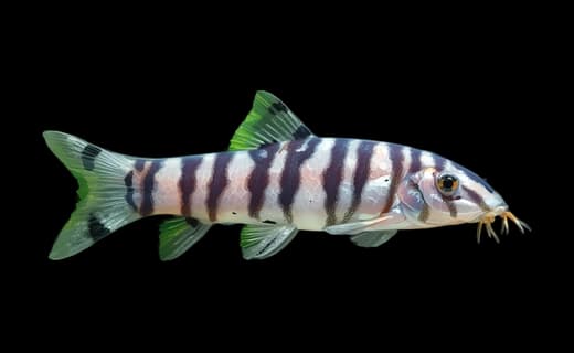 Zebra-Schmerle (Botia striata)