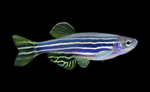 Zebrabärbling (Danio rerio)