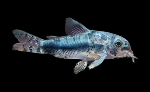 Zwergpanzerwels (Corydoras pygmaeus)