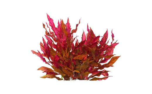 Rotes Papageienblatt (Alternanthera reineckii)