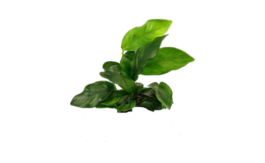 Zwergspeerblatt (Anubias barteri var. nana)