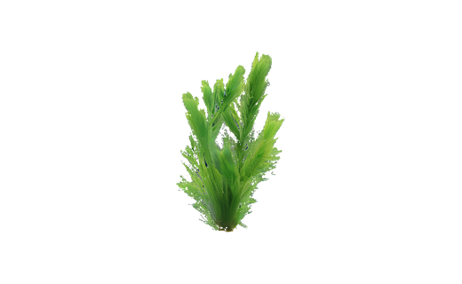 Hornkraut (Ceratophyllum demersum)