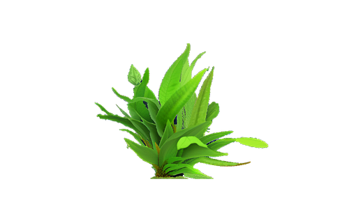 Becketts Wasserkelch (Cryptocoryne beckettii)