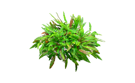 Wendts Wasserkelch (Cryptocoryne wendtii)