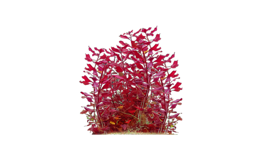 Sumpf-Ludwigie (Ludwigia palustris)