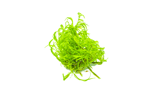 Grüne Haarnixe (Najas guadalupensis)