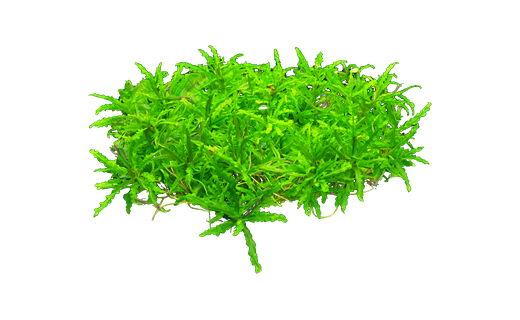 Kleiner Wasserstern (Pogostemon helferi)