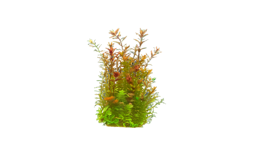 Rundblättrige Rotala (Rotala rotundifolia)