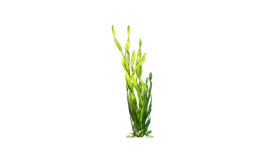 Gewöhnliche Vallisnerie (Vallisneria spiralis)